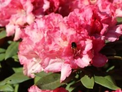 Rhododendron 'Tina Heinje' -Günstiges Erd Seele Geschäft rhododendron tina heinje m005026 w 2