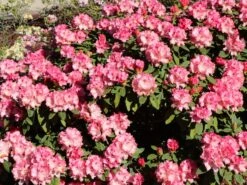 Rhododendron 'Tina Heinje' -Günstiges Erd Seele Geschäft rhododendron tina heinje m005026 w 3