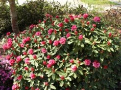 Rhododendron 'Tina Heinje' -Günstiges Erd Seele Geschäft rhododendron tina heinje m005026 w 4