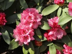 Rhododendron 'Tina Heinje' -Günstiges Erd Seele Geschäft rhododendron tina heinje m005026 w 5