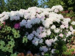 Rhododendron 'Trinity' 17 Rhododendron 'Trinity' -Günstiges Erd Seele Geschäft rhododendron trinity m004018 w 0