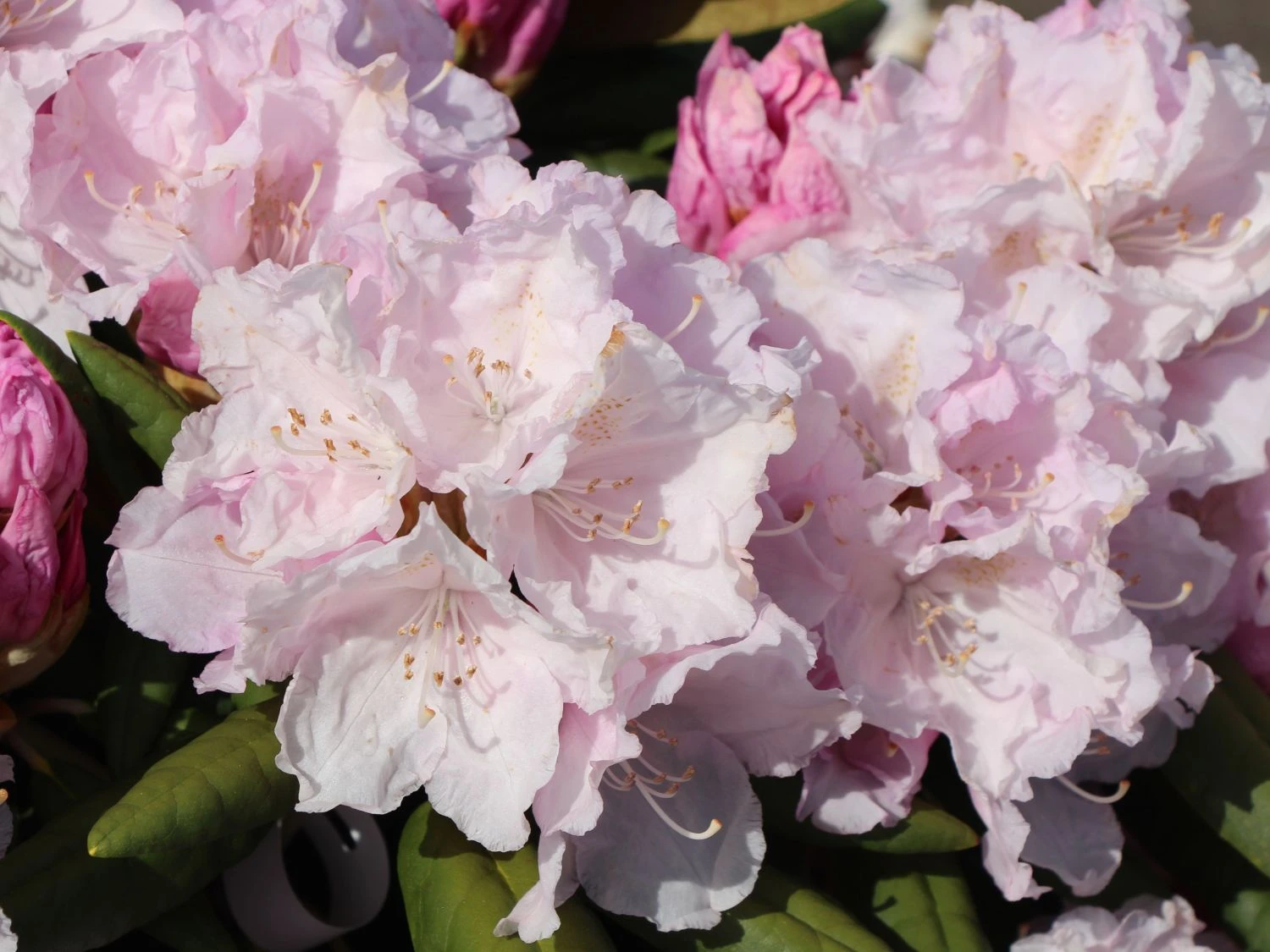 Rhododendron 'Trinity' 8 Rhododendron 'Trinity' – Bild 6