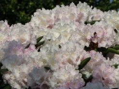 Rhododendron 'Trinity' 12 Rhododendron 'Trinity' -Günstiges Erd Seele Geschäft rhododendron trinity m004018 w 4