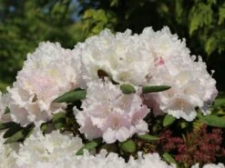 Rhododendron 'Trinity' 11 Rhododendron 'Trinity' -Günstiges Erd Seele Geschäft rhododendron trinity m004018 w 5