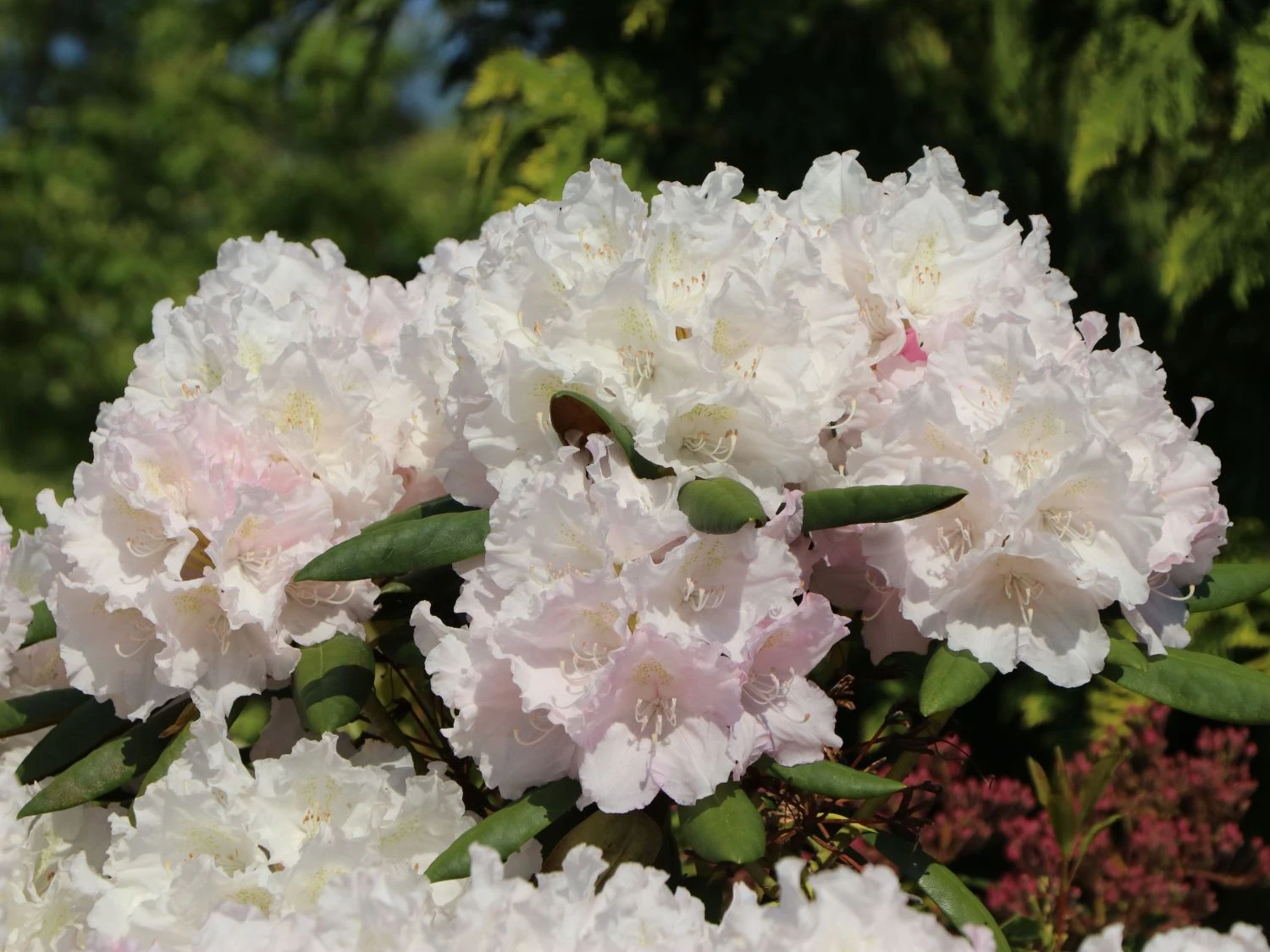 Rhododendron 'Trinity' 4 Rhododendron 'Trinity' – Bild 2