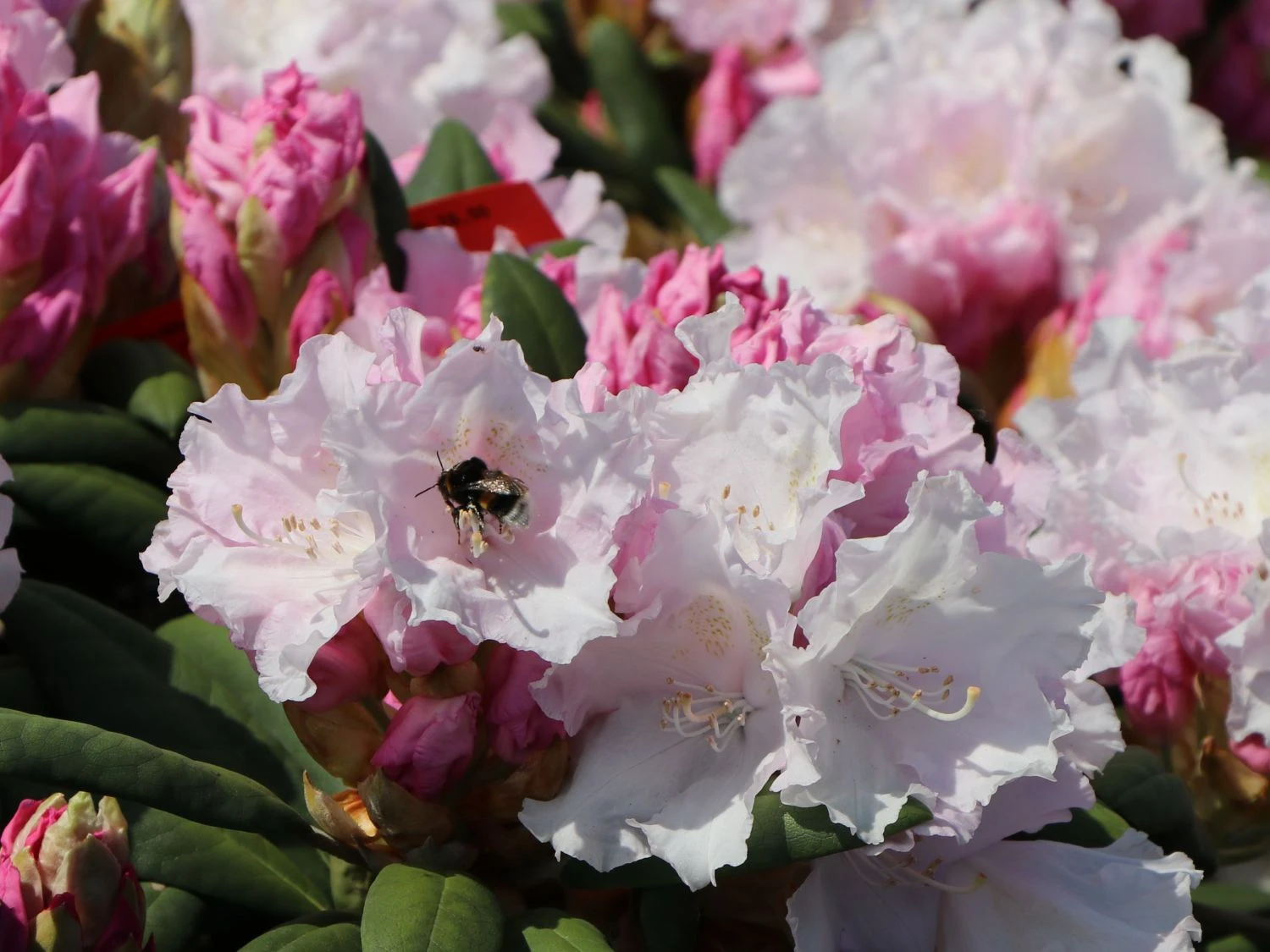 Rhododendron 'Trinity' 9 Rhododendron 'Trinity' – Bild 7