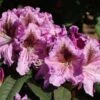 Rhododendron 'Violette Funken' 2 Rhododendron 'Violette Funken' -Günstiges Erd Seele Geschäft rhododendron violette funken m003928 h 0