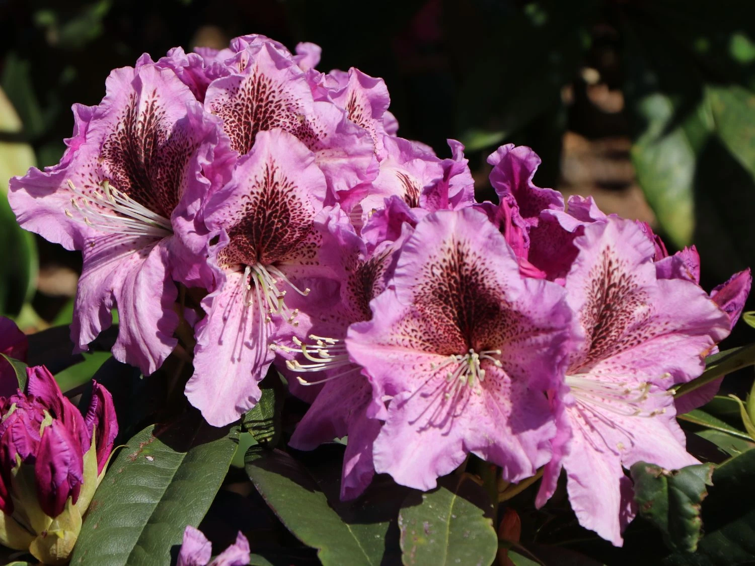 Rhododendron 'Violette Funken' 3 Rhododendron 'Violette Funken'