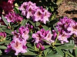 Rhododendron 'Violette Funken' 12 Rhododendron 'Violette Funken' -Günstiges Erd Seele Geschäft rhododendron violette funken m003928 w 0