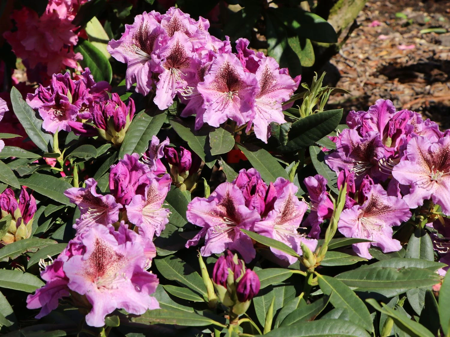 Rhododendron 'Violette Funken' 6 Rhododendron 'Violette Funken' – Bild 4