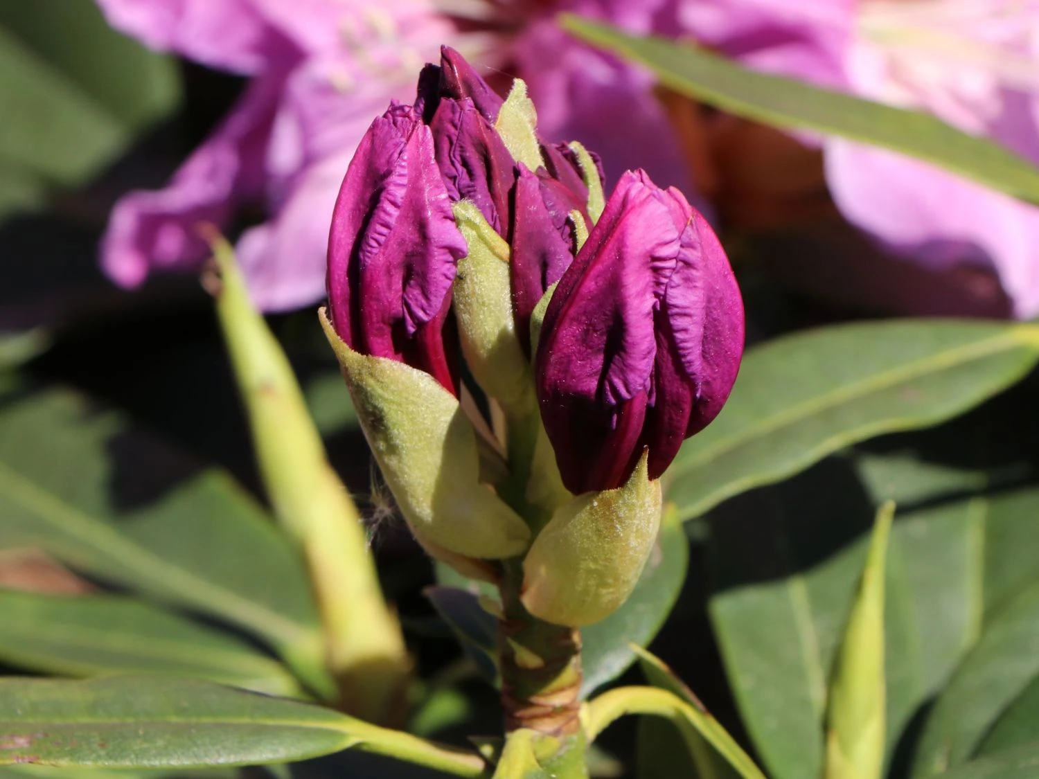 Rhododendron 'Violette Funken' 9 Rhododendron 'Violette Funken' – Bild 7