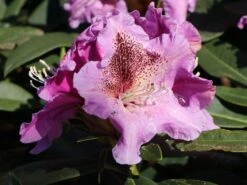 Rhododendron 'Violette Funken' 14 Rhododendron 'Violette Funken' -Günstiges Erd Seele Geschäft rhododendron violette funken m003928 w 2