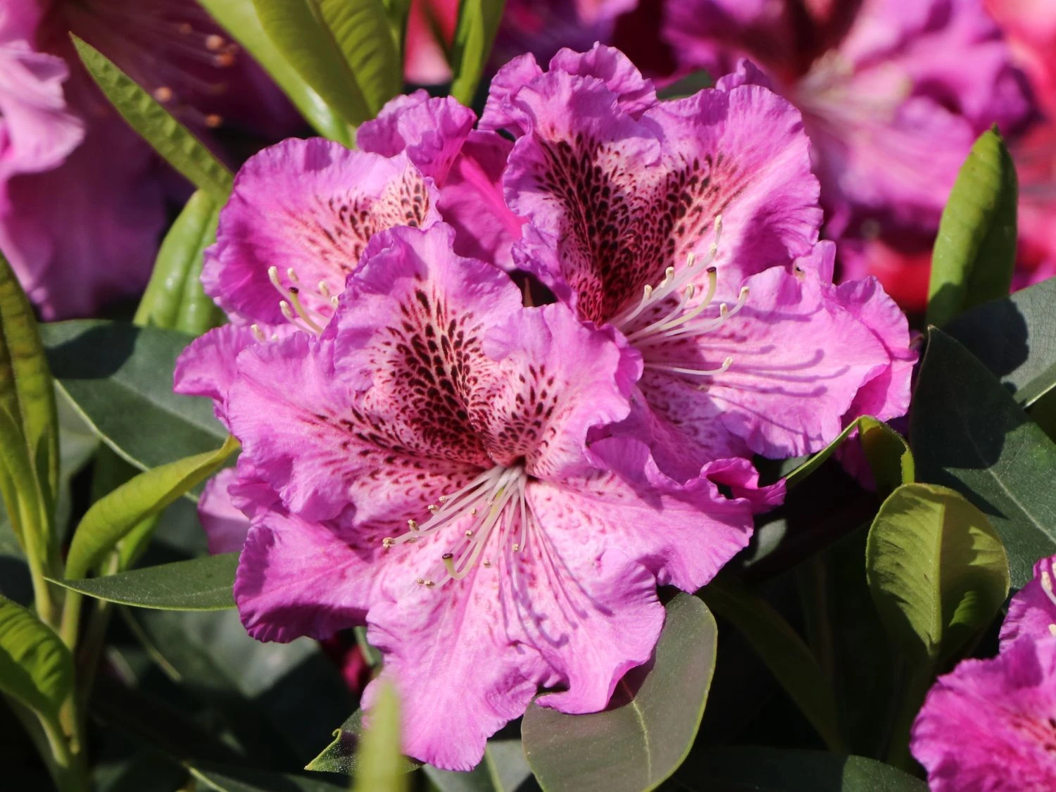 Rhododendron 'Violette Funken' 4 Rhododendron 'Violette Funken' – Bild 2