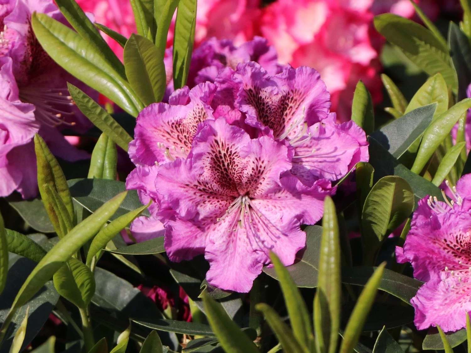 Rhododendron 'Violette Funken' 7 Rhododendron 'Violette Funken' – Bild 5