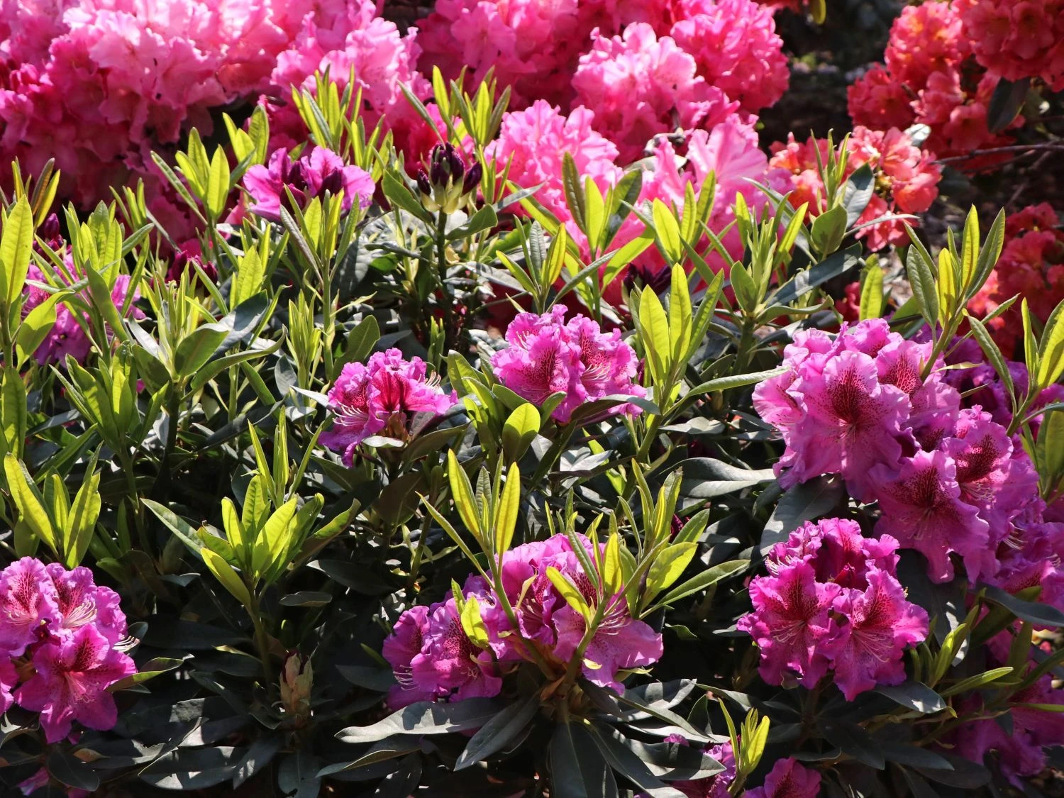 Rhododendron 'Violette Funken' 5 Rhododendron 'Violette Funken' – Bild 3