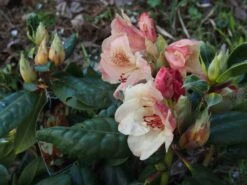 Rhododendron 'Viscy' -Günstiges Erd Seele Geschäft rhododendron viscy m002356 668426 0