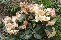 Rhododendron 'Viscy' -Günstiges Erd Seele Geschäft rhododendron viscy m002356 668426 1