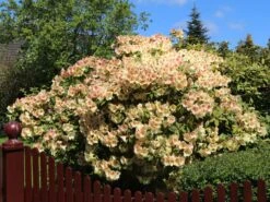 Rhododendron 'Viscy' -Günstiges Erd Seele Geschäft rhododendron viscy m002356 w 0