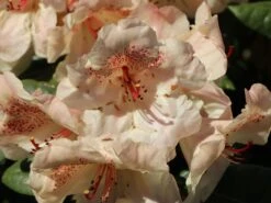 Rhododendron 'Viscy' -Günstiges Erd Seele Geschäft rhododendron viscy m002356 w 2