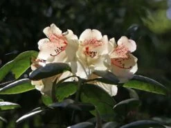 Rhododendron 'Viscy' -Günstiges Erd Seele Geschäft rhododendron viscy m002356 w 3