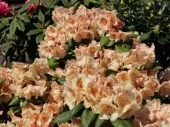 Rhododendron 'Viscy' -Günstiges Erd Seele Geschäft rhododendron viscy m002356 w 4