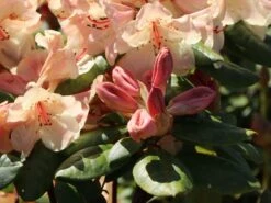 Rhododendron 'Viscy' -Günstiges Erd Seele Geschäft rhododendron viscy m002356 w 6