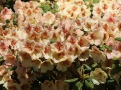 Rhododendron 'Viscy' -Günstiges Erd Seele Geschäft rhododendron viscy m002356 w 8