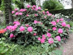 Rhododendron 'Walküre' ® -Günstiges Erd Seele Geschäft rhododendron walkuere m003932 1098677 0