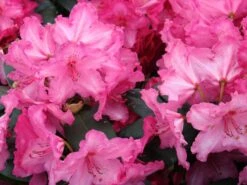 Rhododendron 'Walküre' ® -Günstiges Erd Seele Geschäft rhododendron walkuere m003932 w 0