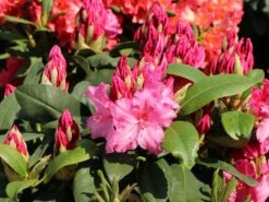 Rhododendron 'Walküre' ® -Günstiges Erd Seele Geschäft rhododendron walkuere m003932 w 1