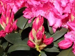 Rhododendron 'Walküre' ® -Günstiges Erd Seele Geschäft rhododendron walkuere m003932 w 2