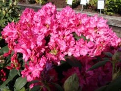 Rhododendron 'Walküre' ® -Günstiges Erd Seele Geschäft rhododendron walkuere m003932 w 3