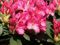 Rhododendron 'Walküre' ® -Günstiges Erd Seele Geschäft rhododendron walkuere m003932 w 4