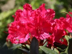 Rhododendron 'Weinlese'