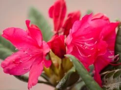 Rhododendron 'Weinlese' -Günstiges Erd Seele Geschäft rhododendron weinlese m096623 w 0