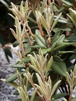 Rhododendron 'Weinlese' -Günstiges Erd Seele Geschäft rhododendron weinlese m096623 w 2