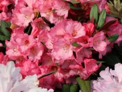 Rhododendron 'Wine And Roses' -Günstiges Erd Seele Geschäft rhododendron wine and roses m120588 w 1