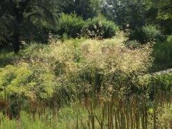 Riesen Federgras -Günstiges Erd Seele Geschäft riesen federgras m010777 w 0