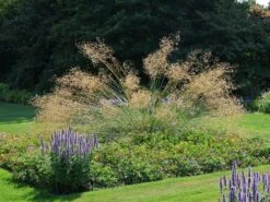 Riesen Federgras -Günstiges Erd Seele Geschäft riesen federgras m010777 w 1