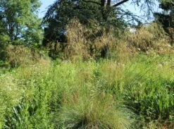 Riesen Federgras -Günstiges Erd Seele Geschäft riesen federgras m010777 w 10