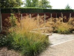 Riesen Federgras -Günstiges Erd Seele Geschäft riesen federgras m010777 w 12