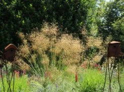 Riesen Federgras -Günstiges Erd Seele Geschäft riesen federgras m010777 w 2