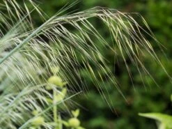 Riesen Federgras -Günstiges Erd Seele Geschäft riesen federgras m010777 w 3