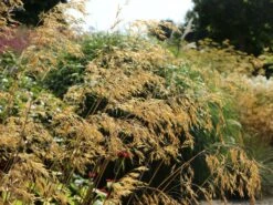 Riesen Federgras -Günstiges Erd Seele Geschäft riesen federgras m010777 w 5