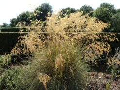 Riesen Federgras -Günstiges Erd Seele Geschäft riesen federgras m010777 w 6