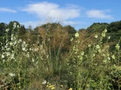 Riesen Federgras -Günstiges Erd Seele Geschäft riesen federgras m010777 w 8