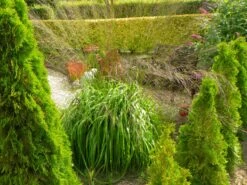 Riesen Pfeifengras 'Karl Foerster' -Günstiges Erd Seele Geschäft riesen pfeifengras karl foerster m009064 350489 0