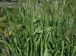 Riesen Pfeifengras 'Karl Foerster' -Günstiges Erd Seele Geschäft riesen pfeifengras karl foerster m009064 w 0