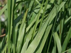 Riesen Pfeifengras 'Karl Foerster' -Günstiges Erd Seele Geschäft riesen pfeifengras karl foerster m009064 w 1