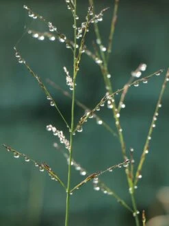 Riesen Pfeifengras 'Karl Foerster' -Günstiges Erd Seele Geschäft riesen pfeifengras karl foerster m009064 w 2